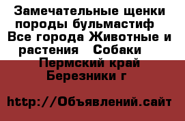 Замечательные щенки породы бульмастиф - Все города Животные и растения » Собаки   . Пермский край,Березники г.